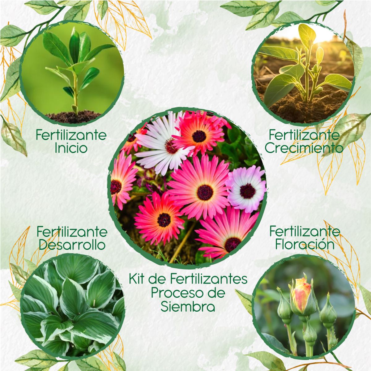 GENERICO - Kit De Fertilizantes Para La Siembra De Flor Del Medio Día