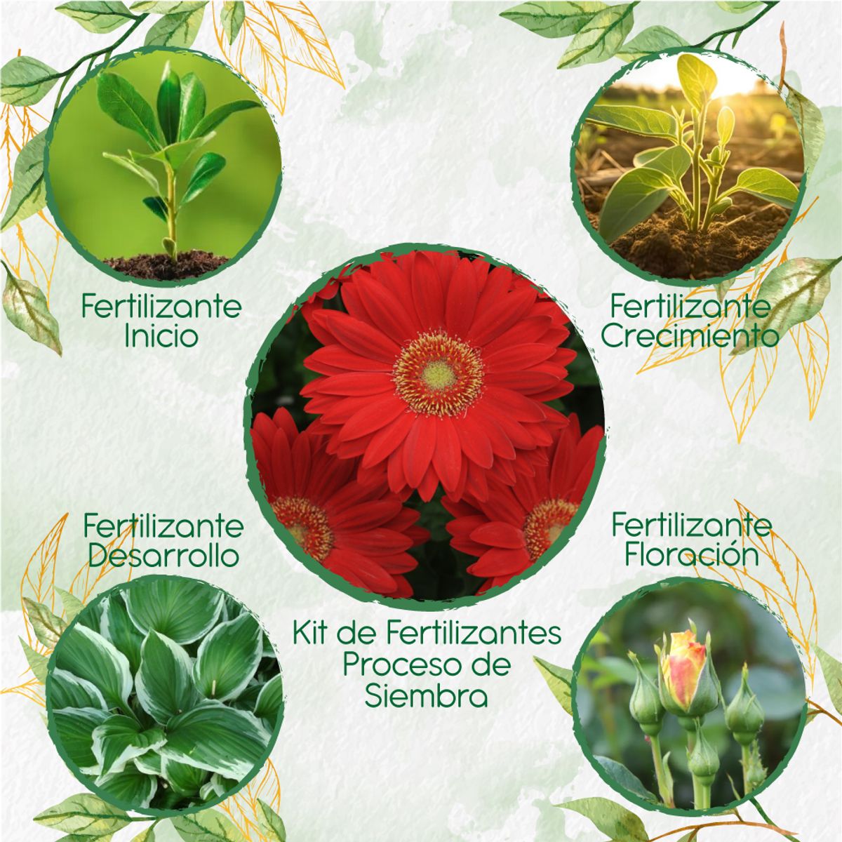 GENERICO - Kit De Fertilizantes Para La Siembra De Flor Geranio