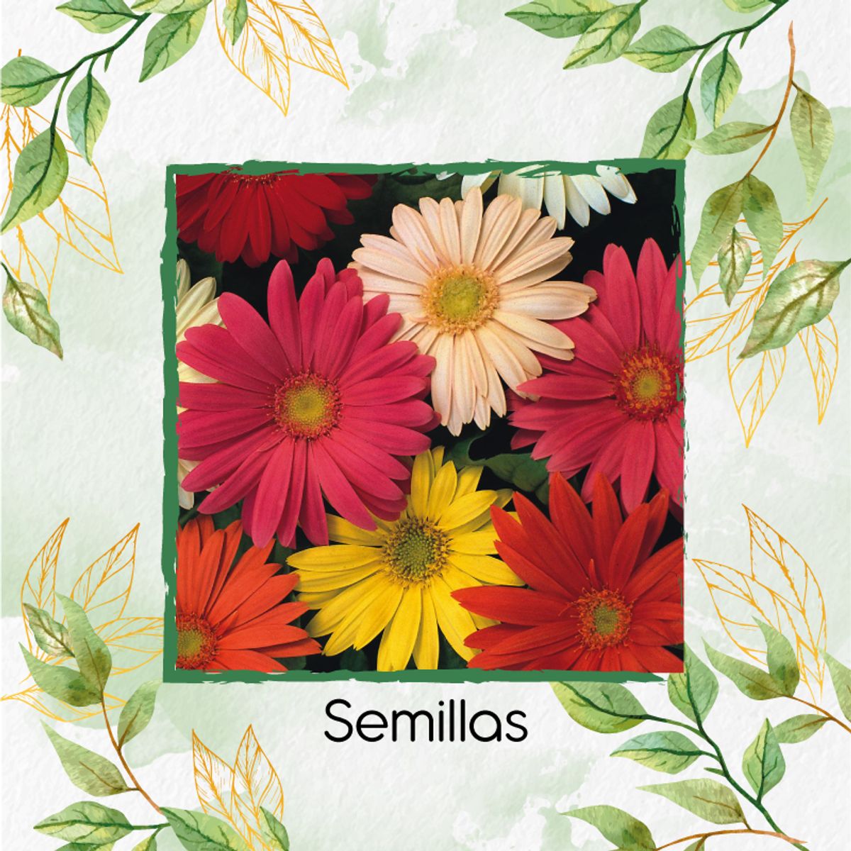 GENERICO - Kit De Fertilizantes Para La Siembra De Flor Geranio