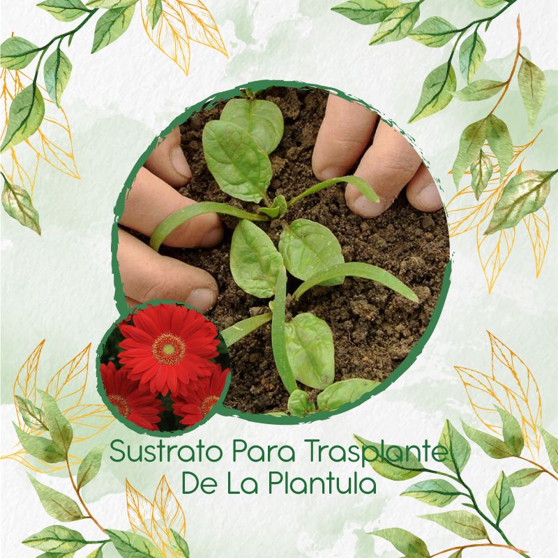 GENERICO - Sustrato Para Trasplante De Flor Gerbera