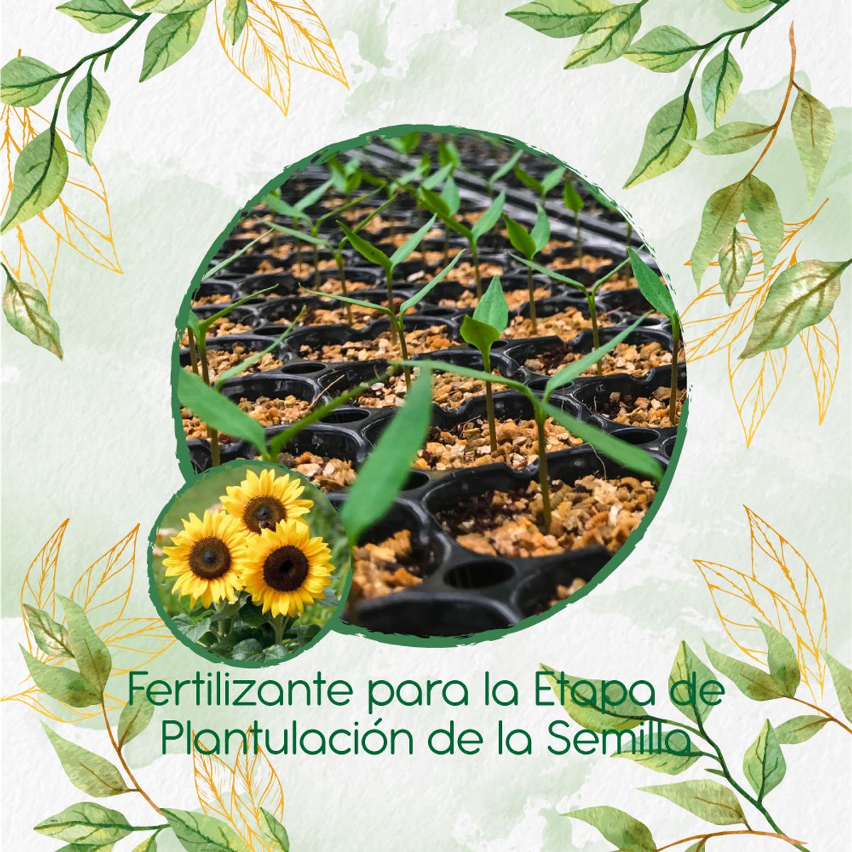 GENERICO - Fertilizante De Plantulación Para Flor Girasol