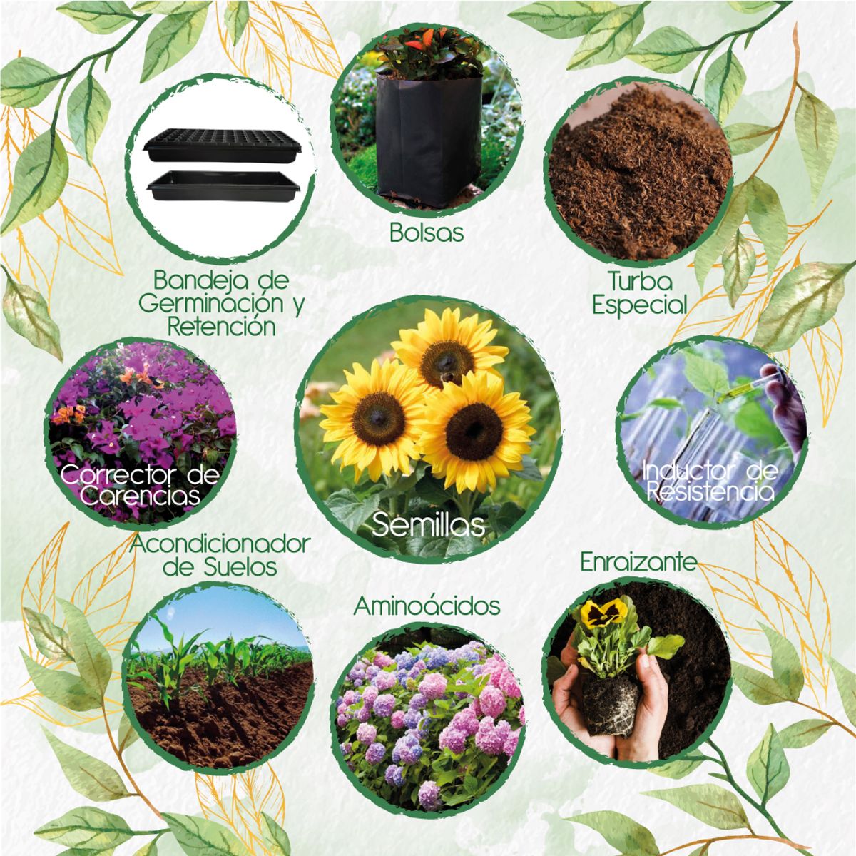 GENERICO - 100 Semillas De Flor Girasol + Kit De Producción