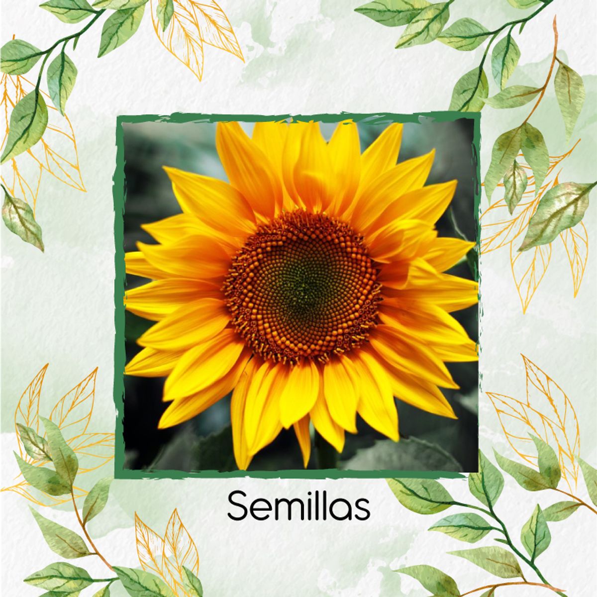 GENERICO - 100 Semillas De Flor Girasol + Kit De Producción
