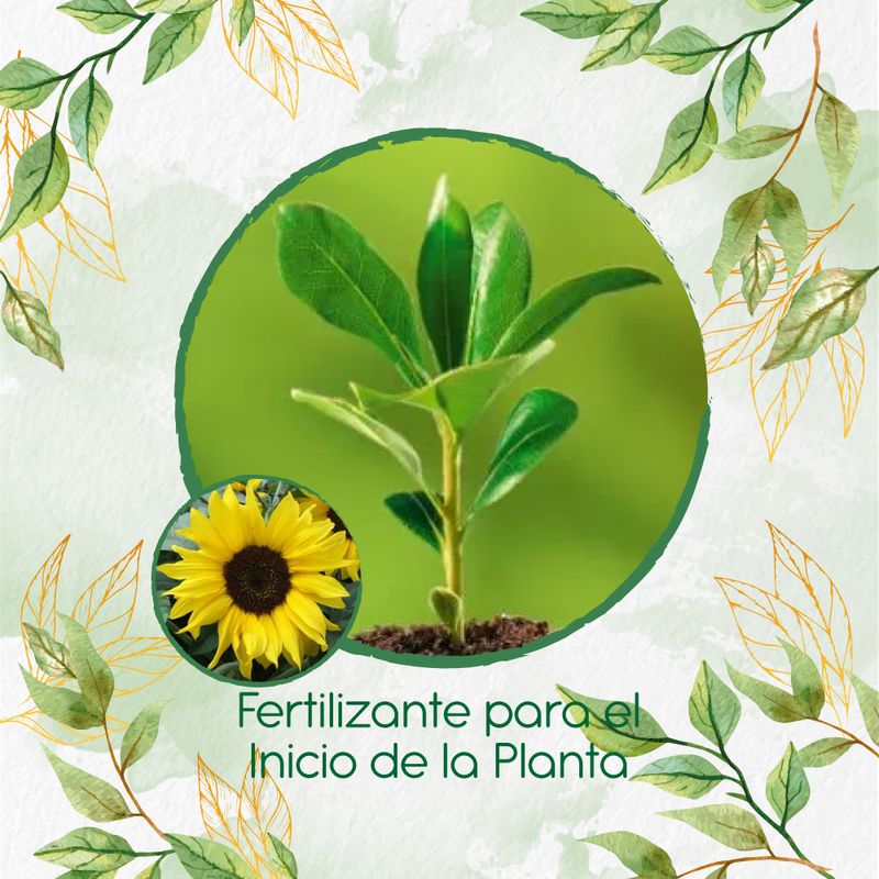 GENERICO - Fertilizante Para El Inicio De Flor Girasol Bambino