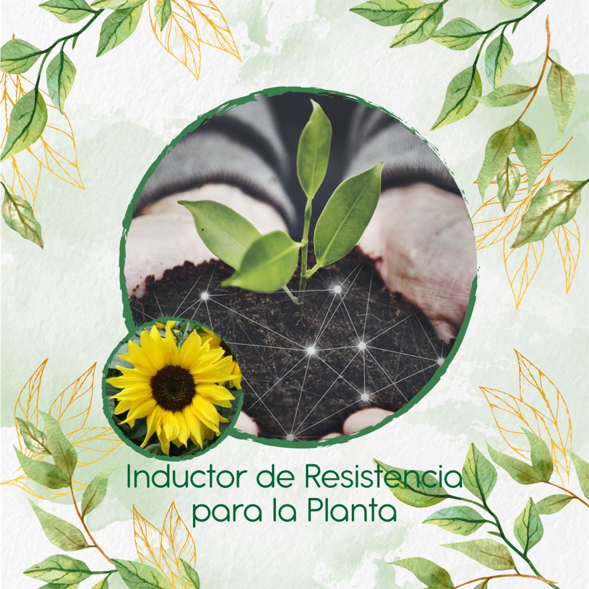 GENERICO - Fertilizante Inductor De Resistencia Para Flor Girasol Bambino