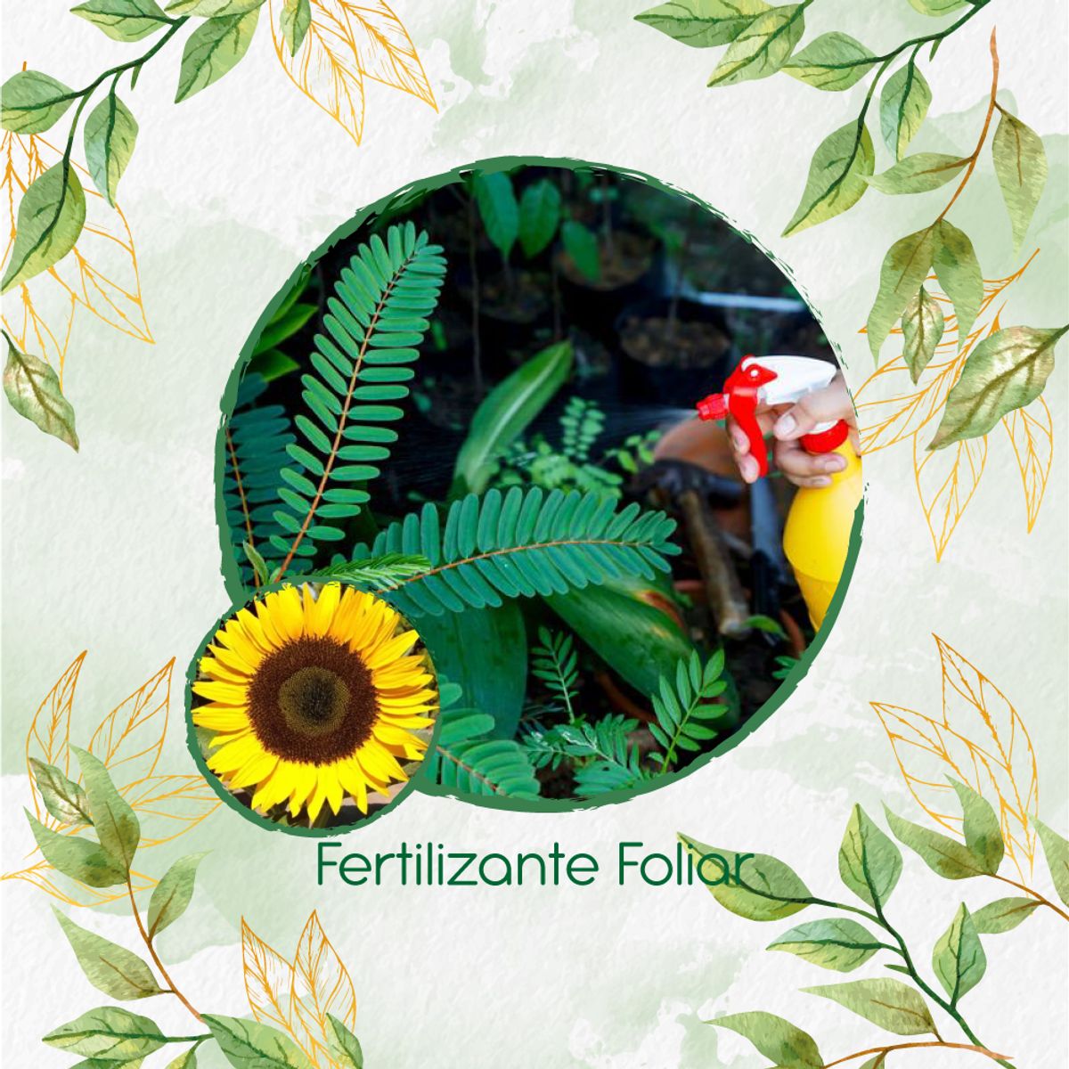 GENERICO - Fertilizante Generación De Brotes Para Flor Girasol Domino