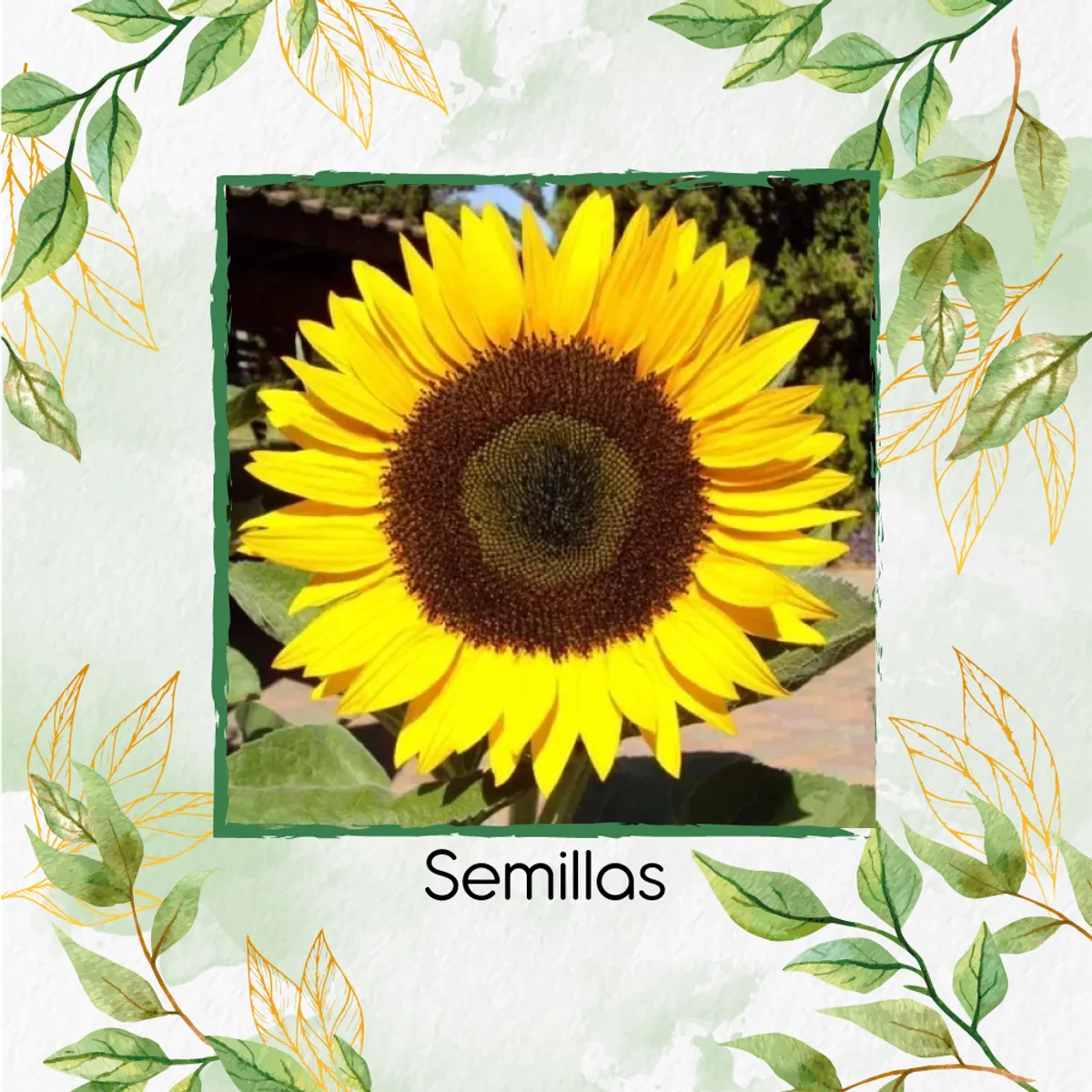 GENERICO - Fertilizante Generación De Brotes Para Flor Girasol Domino