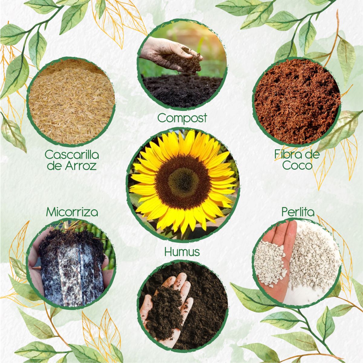 GENERICO - Kit De Acondicionadores De Suelos Para Flor Girasol Domino