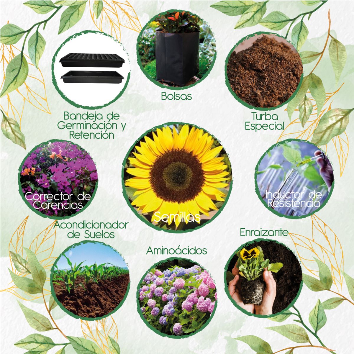 GENERICO - 40 Semillas De Flor Girasol Domino + Kit De Producción