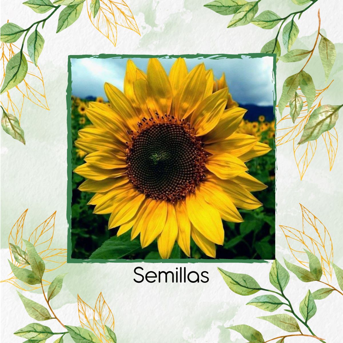 GENERICO - 20 Semillas De Flor Girasol Domino + Kit Orgánico