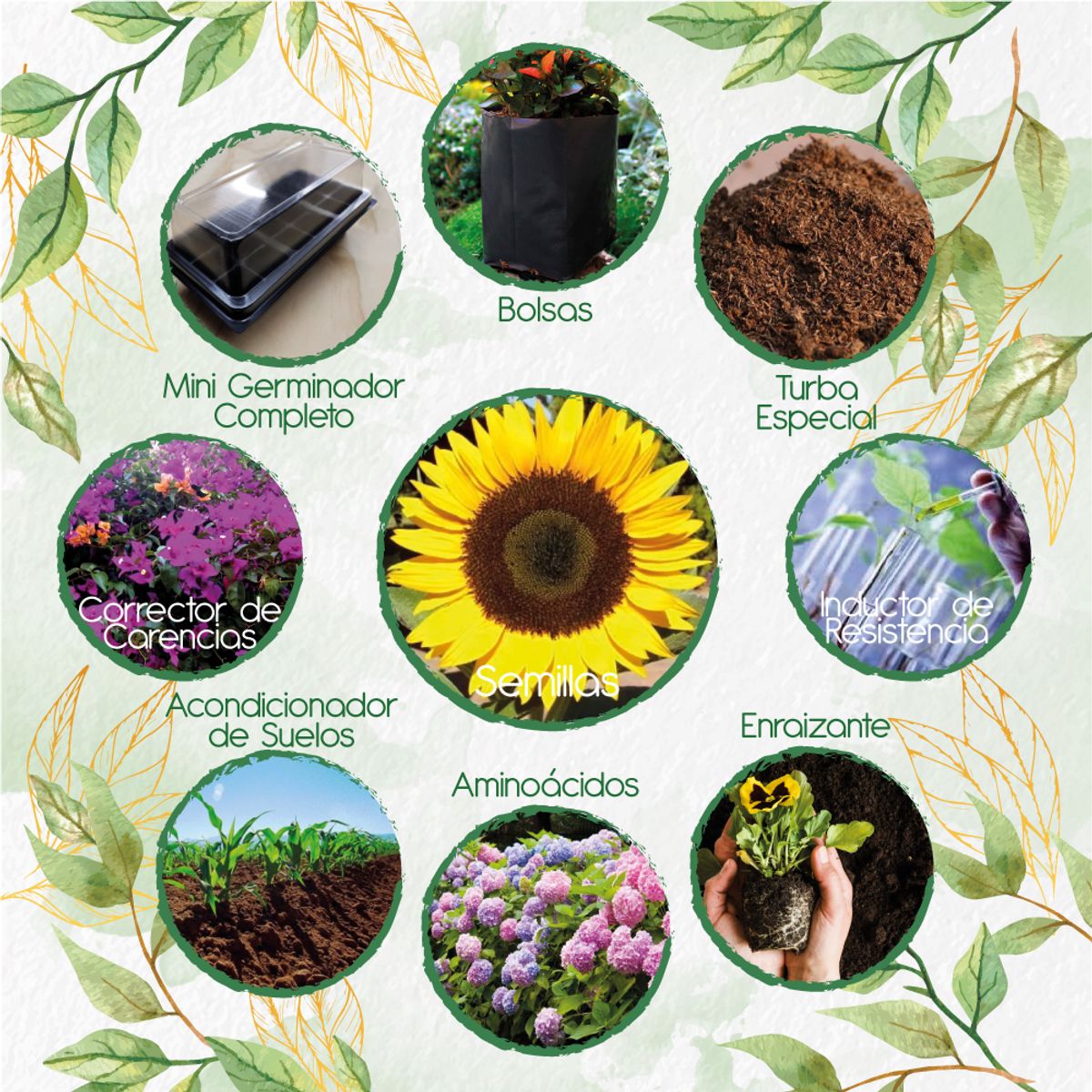 GENERICO - 20 Semillas De Flor Girasol Domino + Kit Completo De Germinación