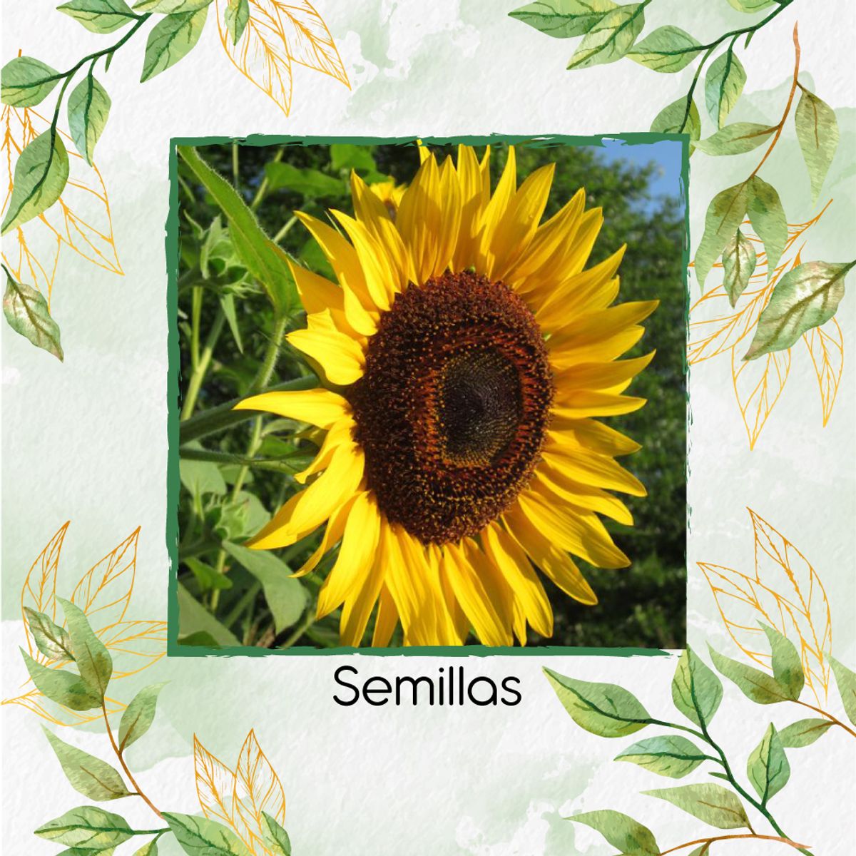 GENERICO - 20 Semillas De Flor Girasol Domino + Kit Completo De Germinación