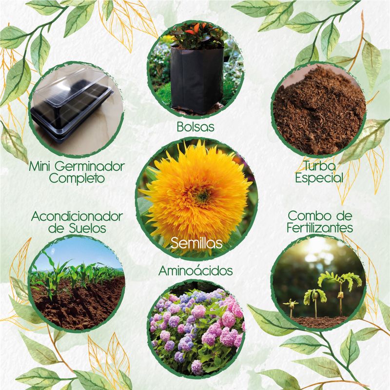GENERICO - 40 Semillas De Flor Girasol Enano + Kit De Germinación Especial