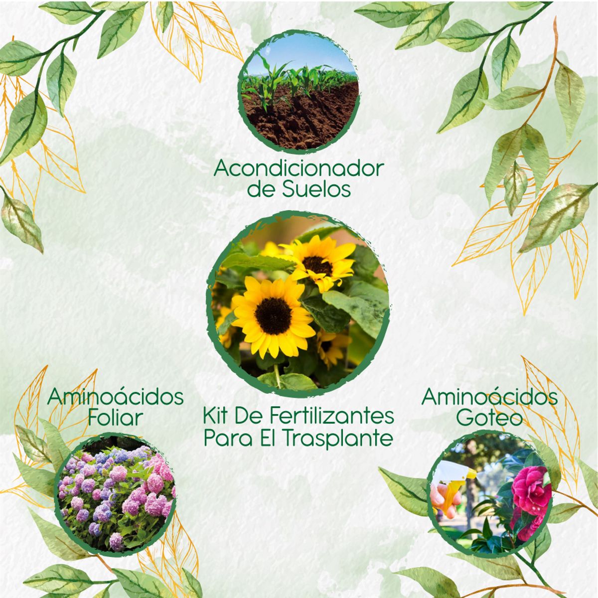 GENERICO - Kit De Fertilizantes Para El Trasplante De Flor Girasol Mini