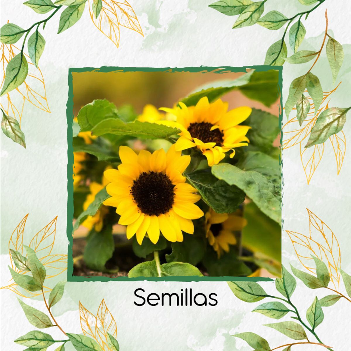 GENERICO - Kit De Fertilizantes Para El Trasplante De Flor Girasol Mini