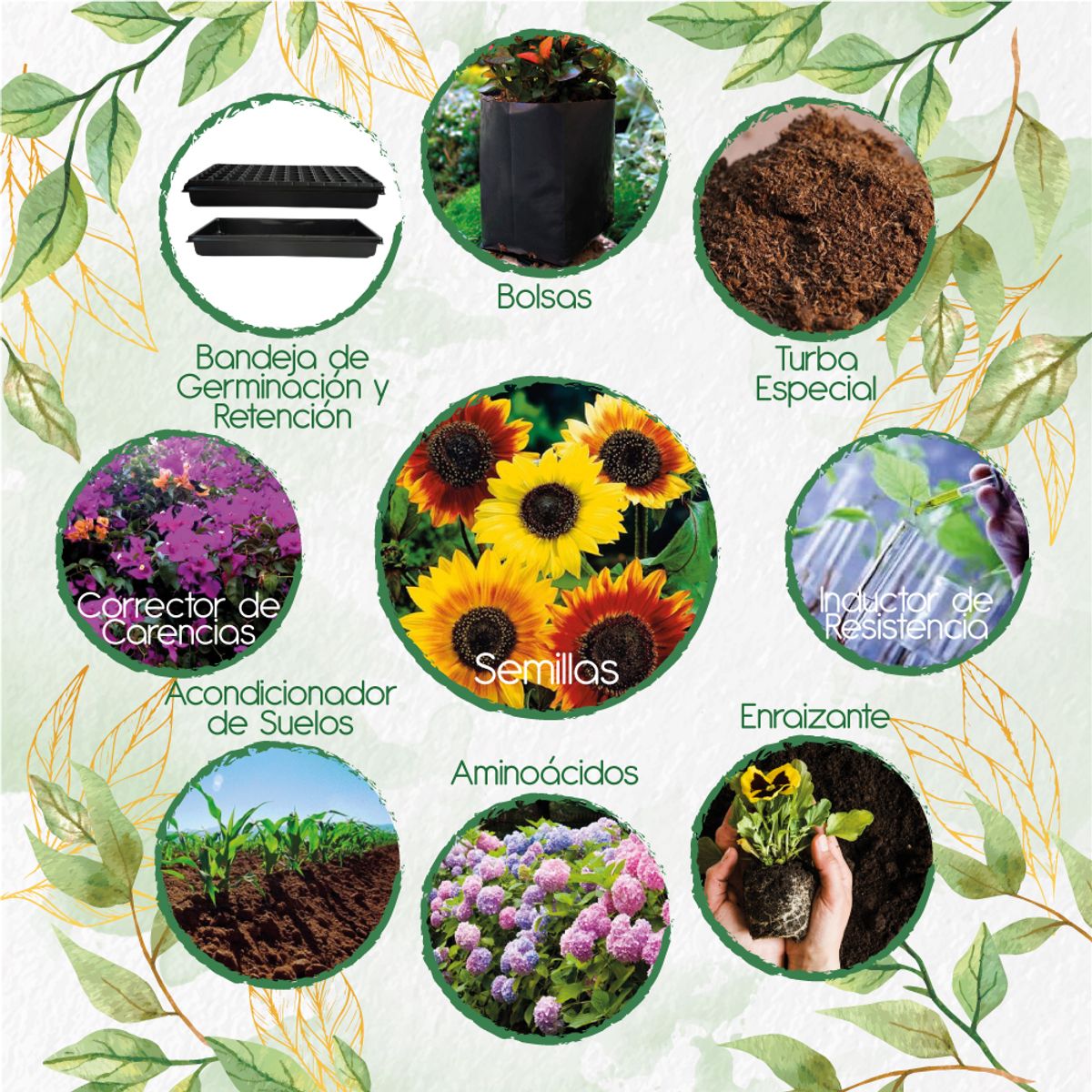 GENERICO - 40 Semillas De Flor Girasol Belleza De Otoño + Kit De Siembra