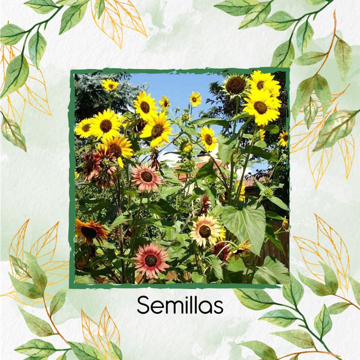 GENERICO - 40 Semillas De Flor Girasol Belleza De Otoño + Kit De Siembra