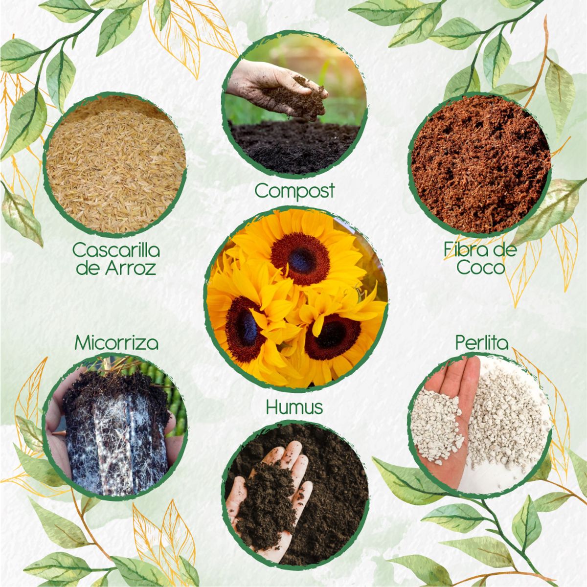 GENERICO - Kit De Acondicionadores De Suelos Para Flor Girasol Mix Amarillos