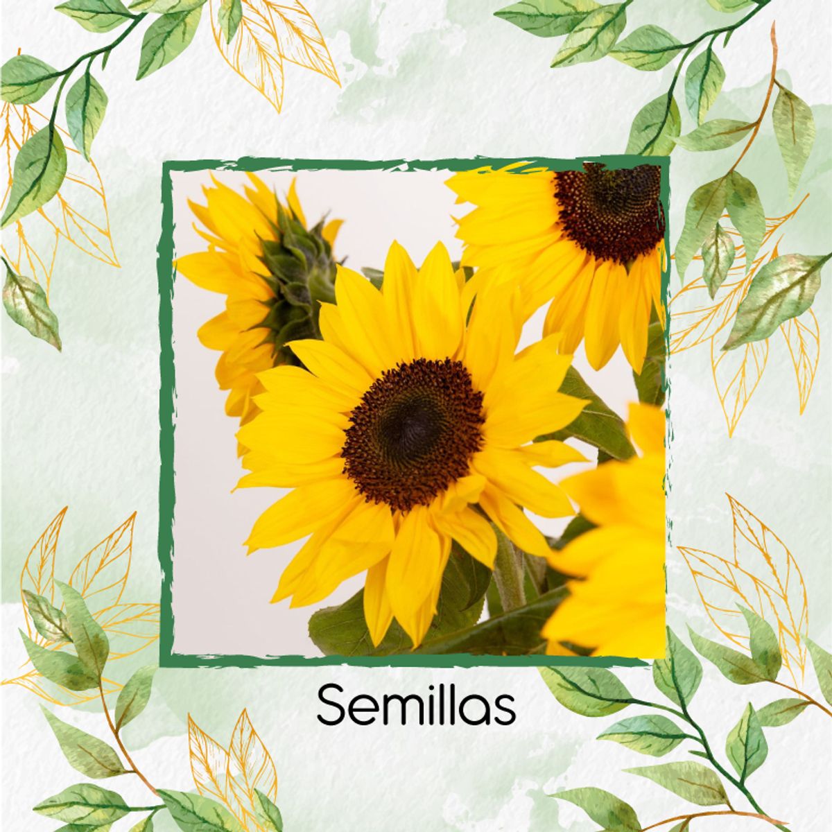 GENERICO - Kit De Acondicionadores De Suelos Para Flor Girasol Mix Amarillos