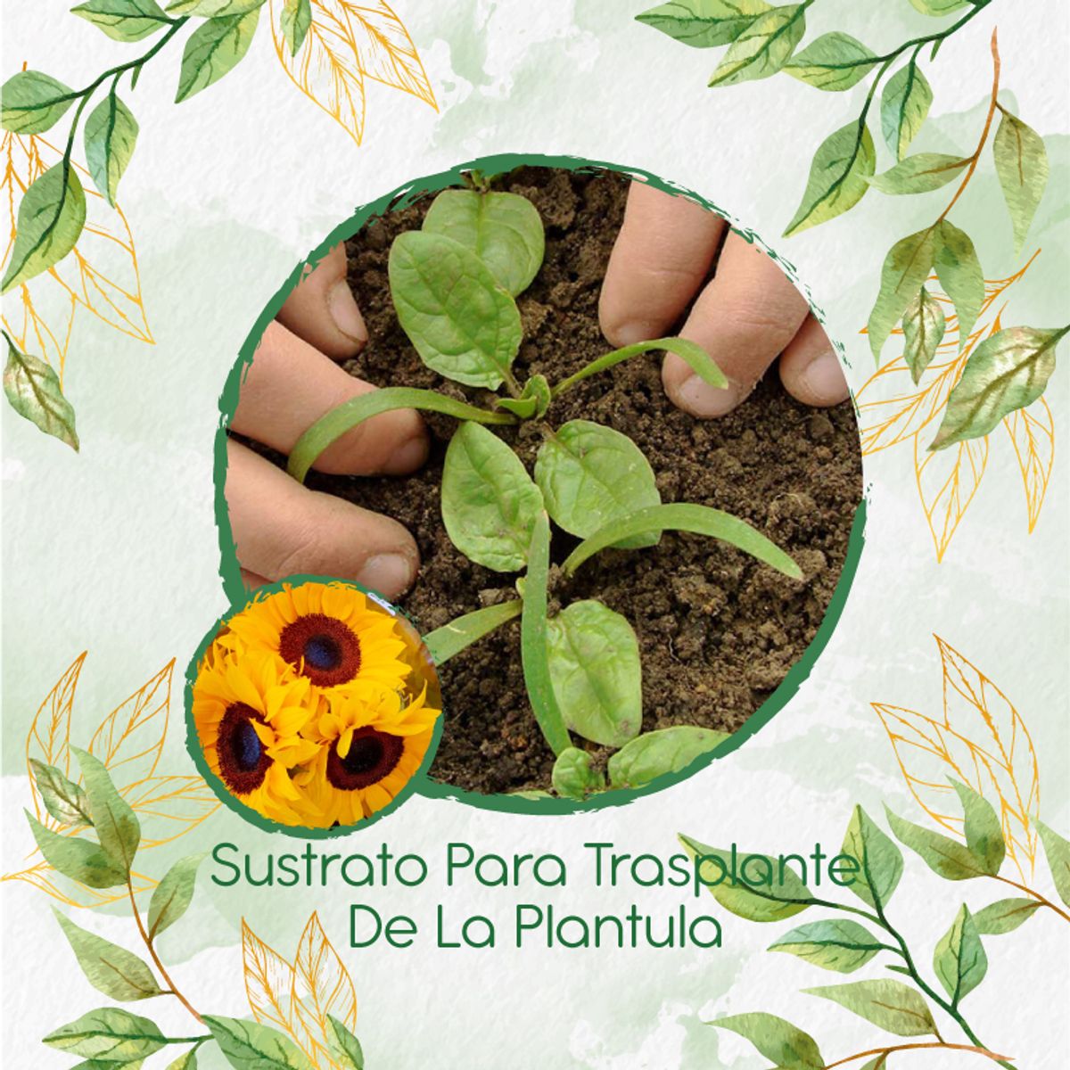 GENERICO - Sustrato Para Trasplante De Flor Girasol Mix Amarillos