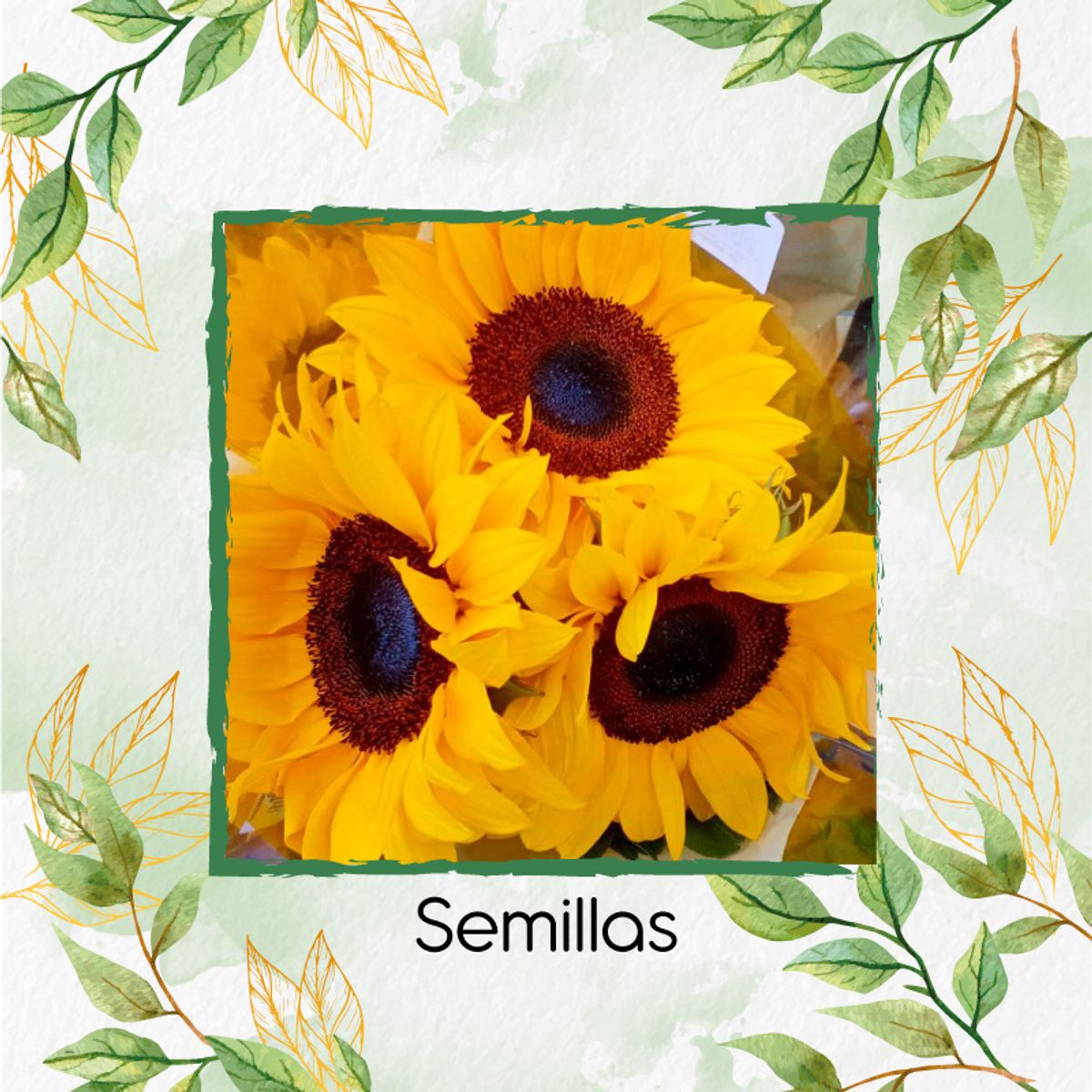 GENERICO - Sustrato Para Trasplante De Flor Girasol Mix Amarillos
