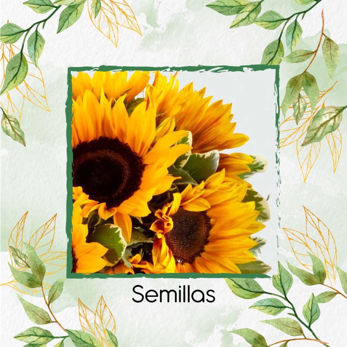 GENERICO - 10 Semillas De Girasol Mix Amarillos + Kit De Germinación Especial