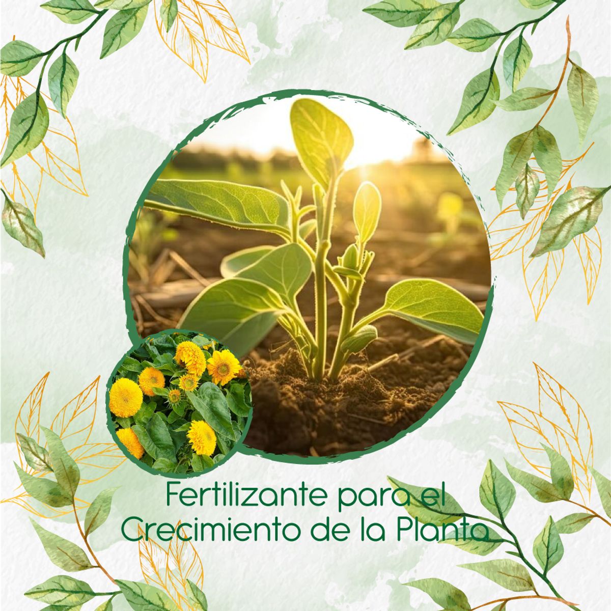 GENERICO - Fertilizante Para El Crecimiento De Flor Girasol Mix Enanos