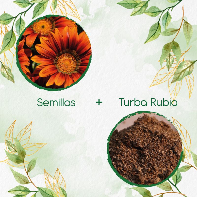 GENERICO - 10 Semillas De Flor Girasol Mix Naranjas + Turba De Germinación