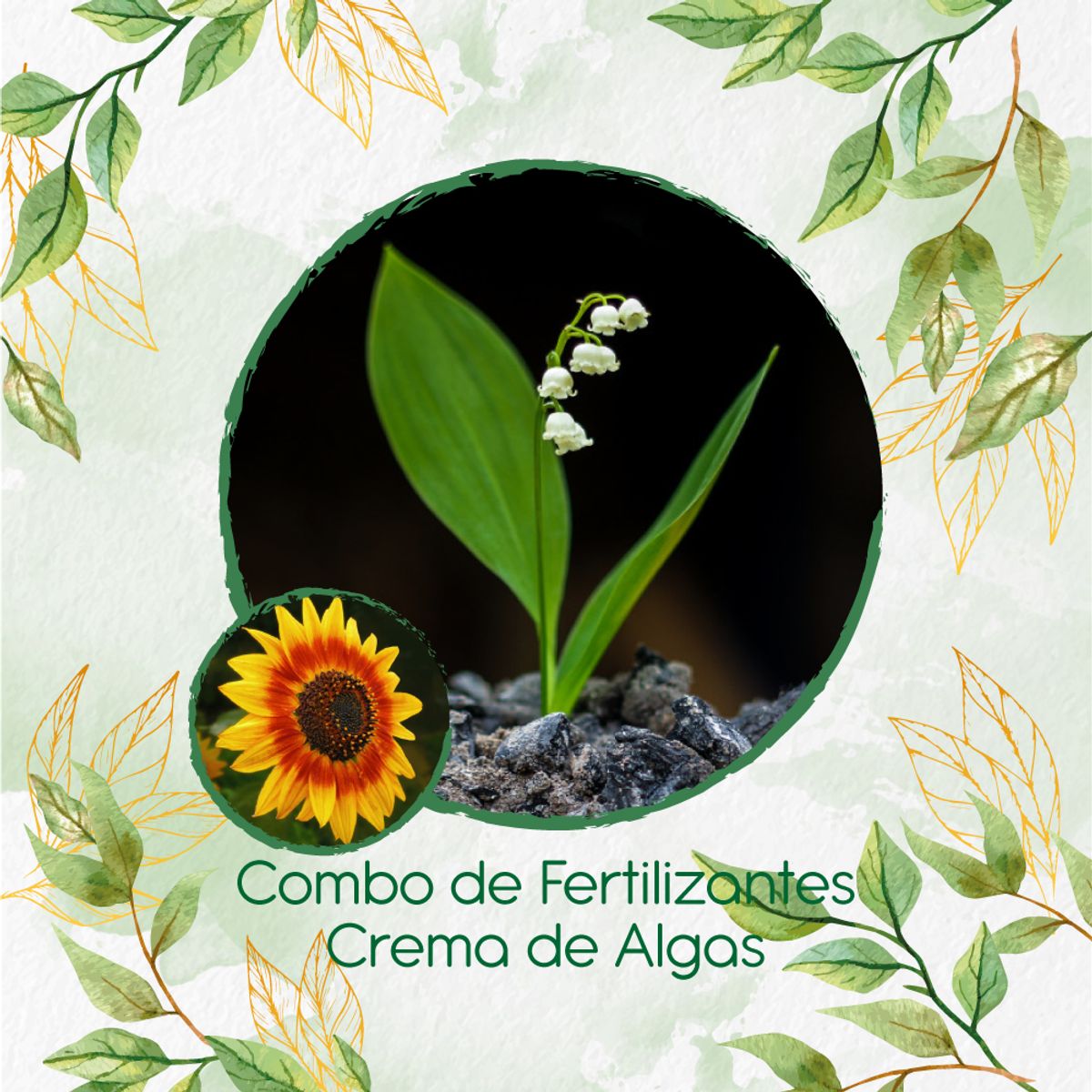 GENERICO - Combo De Fertilizantes Crema De Algas Para Flor Girasol Mix