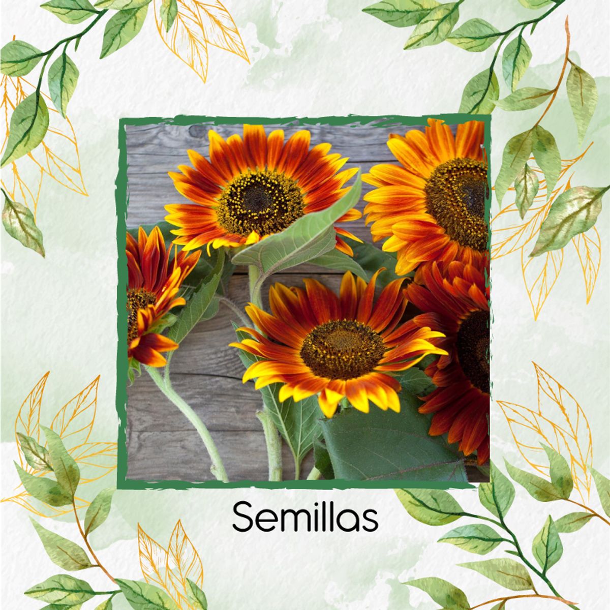 GENERICO - Kit De Acondicionadores De Suelos Para Flor Girasol Mix
