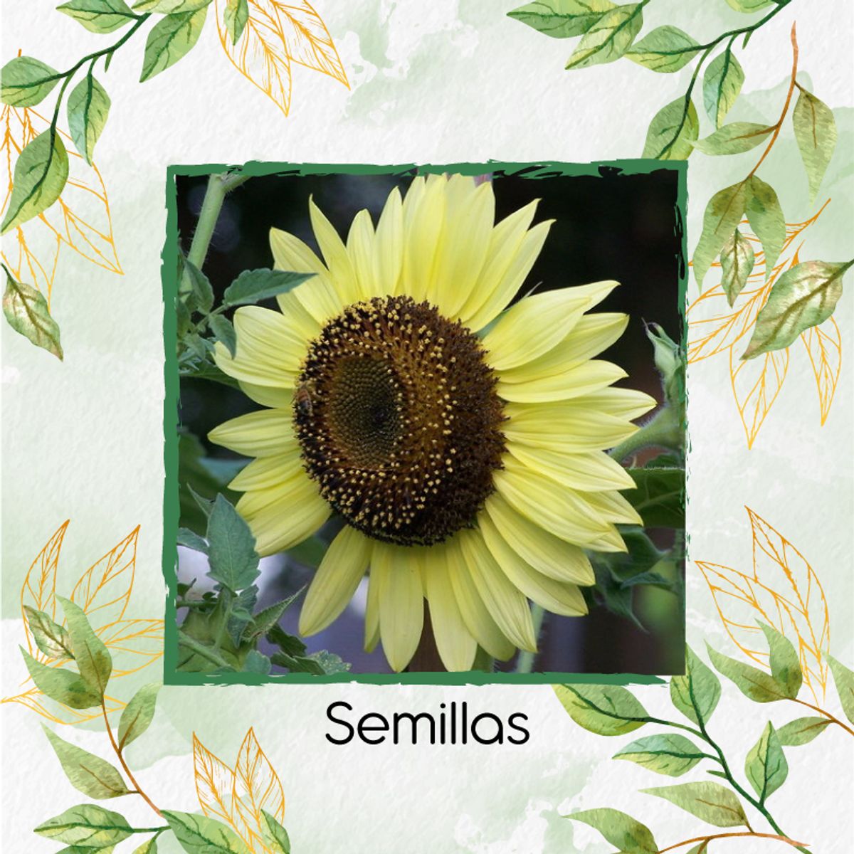 GENERICO - 40 Semillas De Flor Girasol Monshine + Kit De Siembra