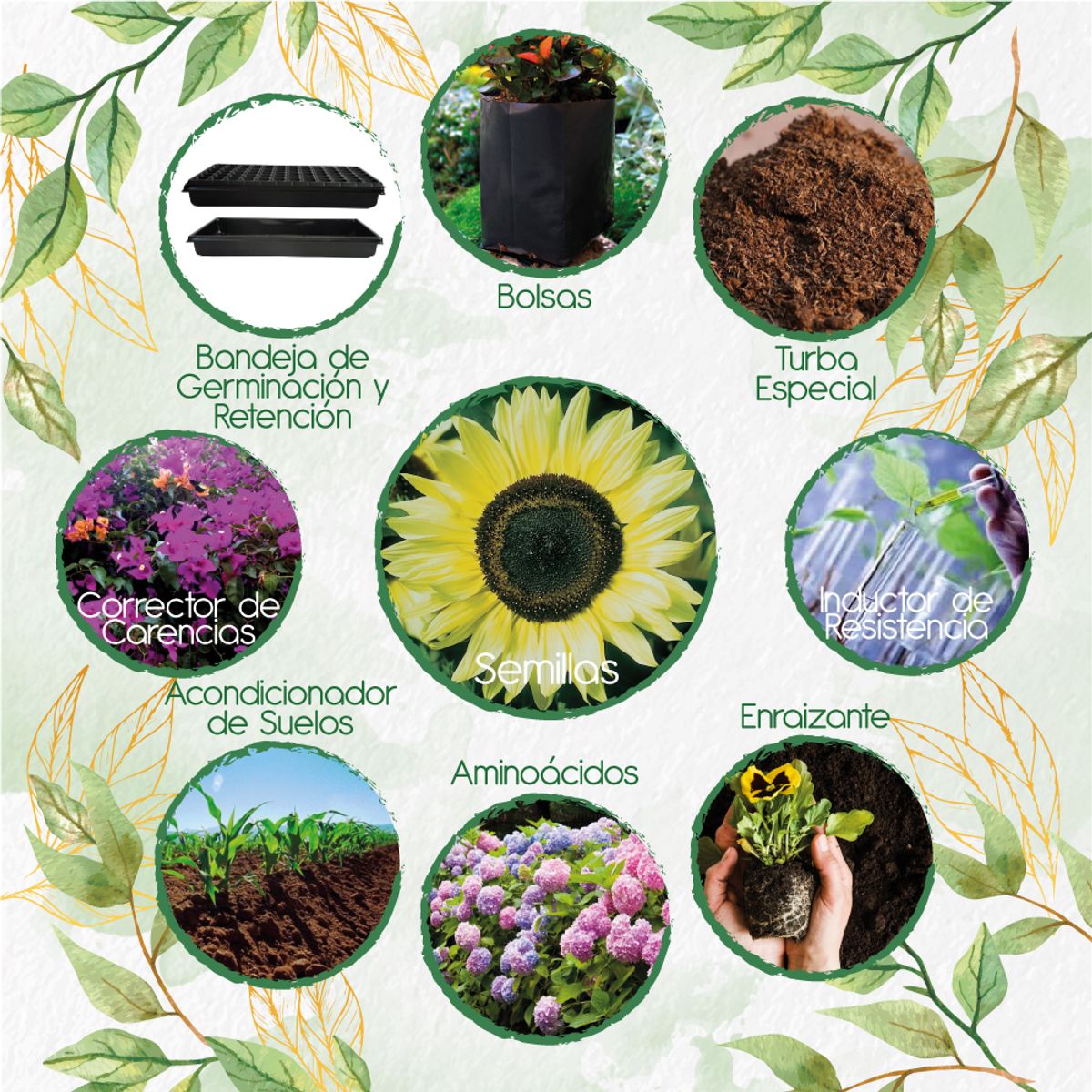 GENERICO - 40 Semillas De Flor Girasol Monshine + Kit De Producción