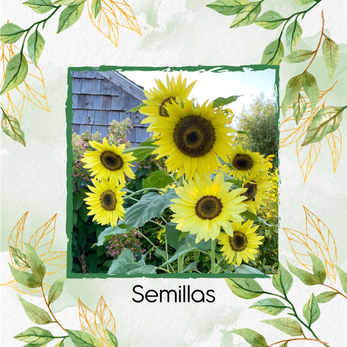 GENERICO - 40 Semillas De Flor Girasol Monshine + Kit De Producción