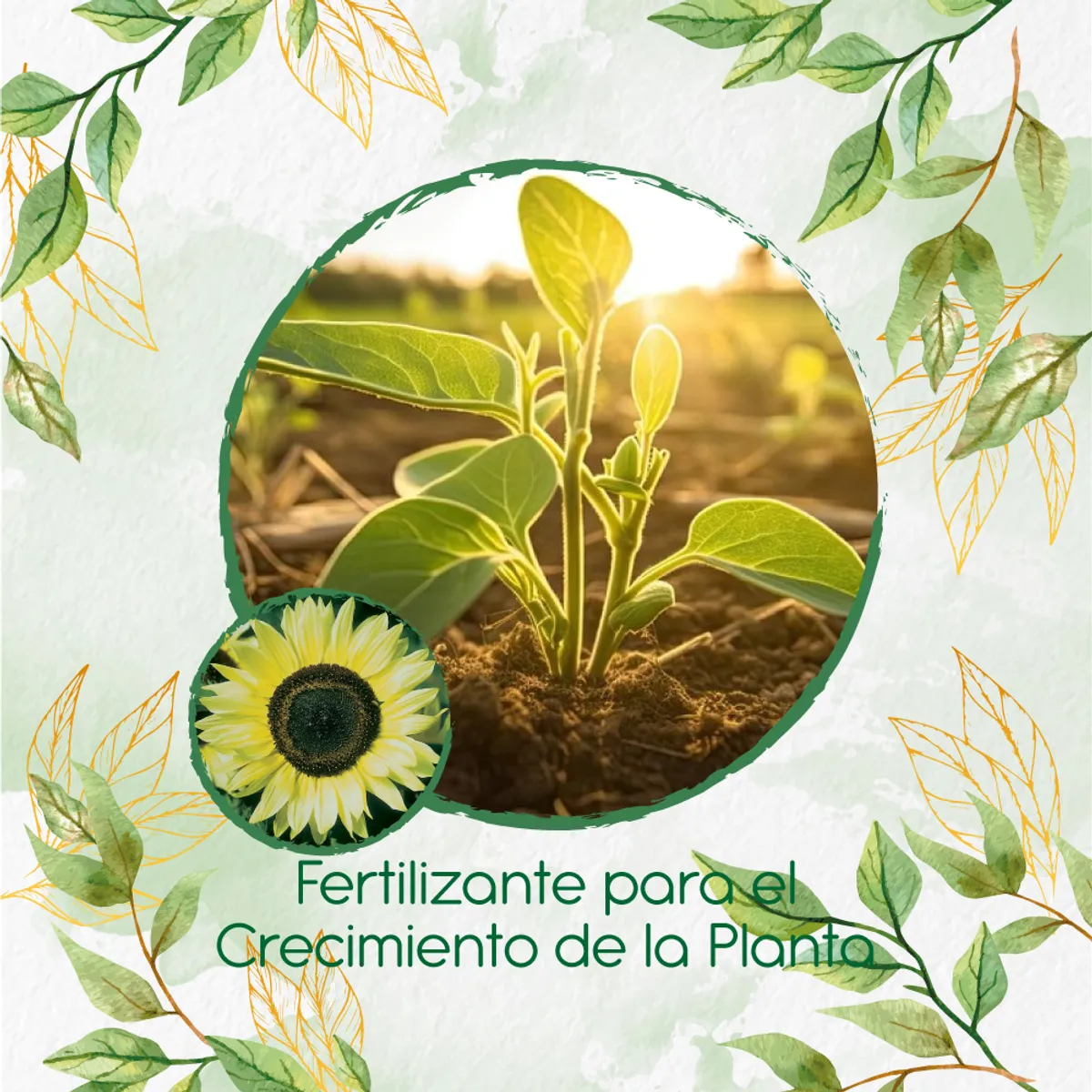 GENERICO - Fertilizante Para El Crecimiento De Flor Girasol Monshine