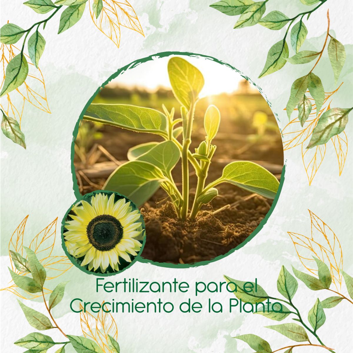 GENERICO - Fertilizante Para El Crecimiento De Flor Girasol Monshine