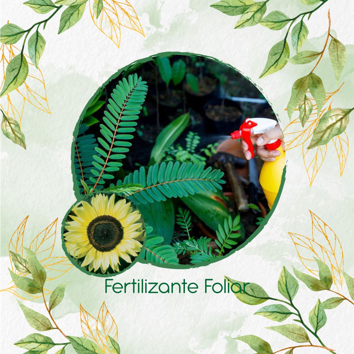 GENERICO - Fertilizante Generación De Brotes Para Flor Girasol Monshine