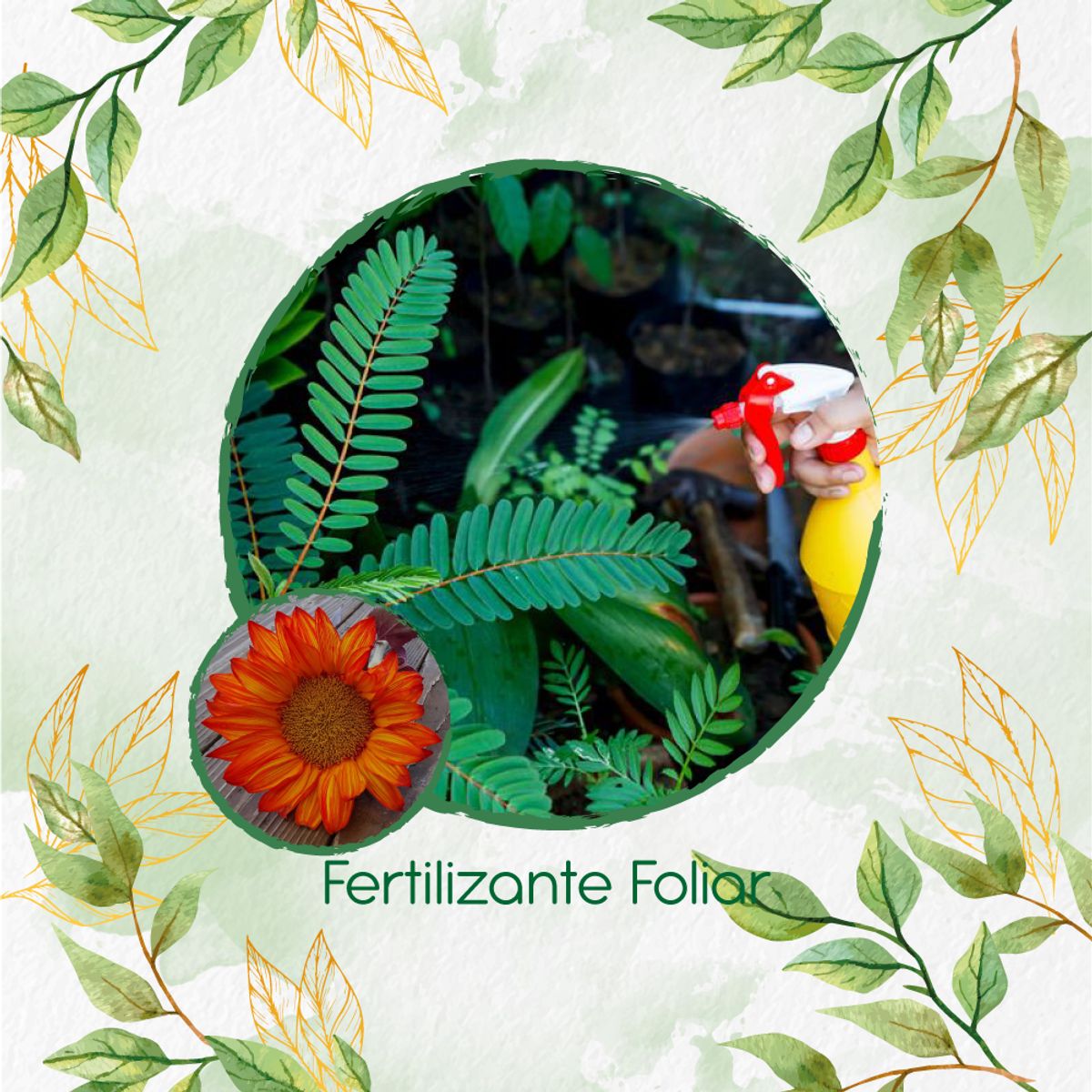 GENERICO - Fertilizante Generación De Brotes Para Flor Girasol Naranja