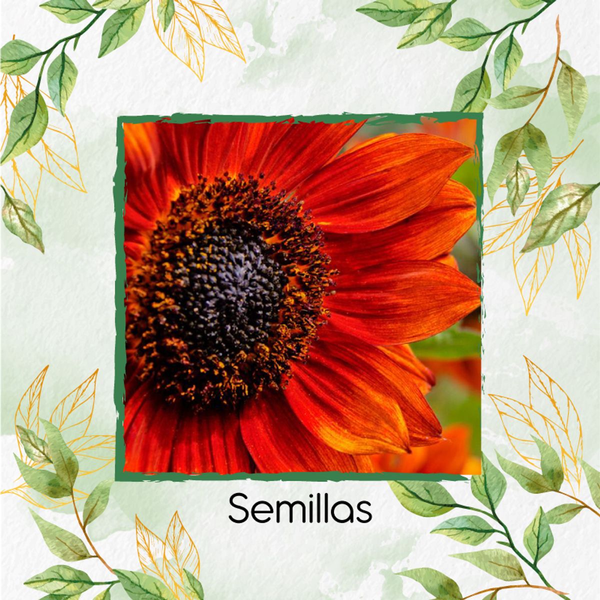 GENERICO - Fertilizante Generación De Brotes Para Flor Girasol Naranja