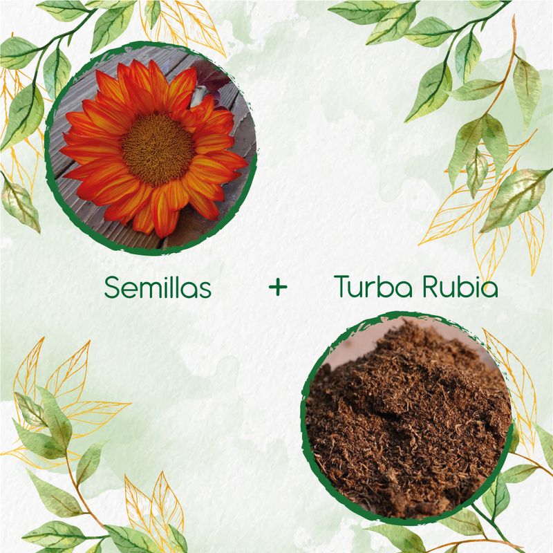 GENERICO - 12 Semillas De Flor Girasol Naranja + Turba De Germinación
