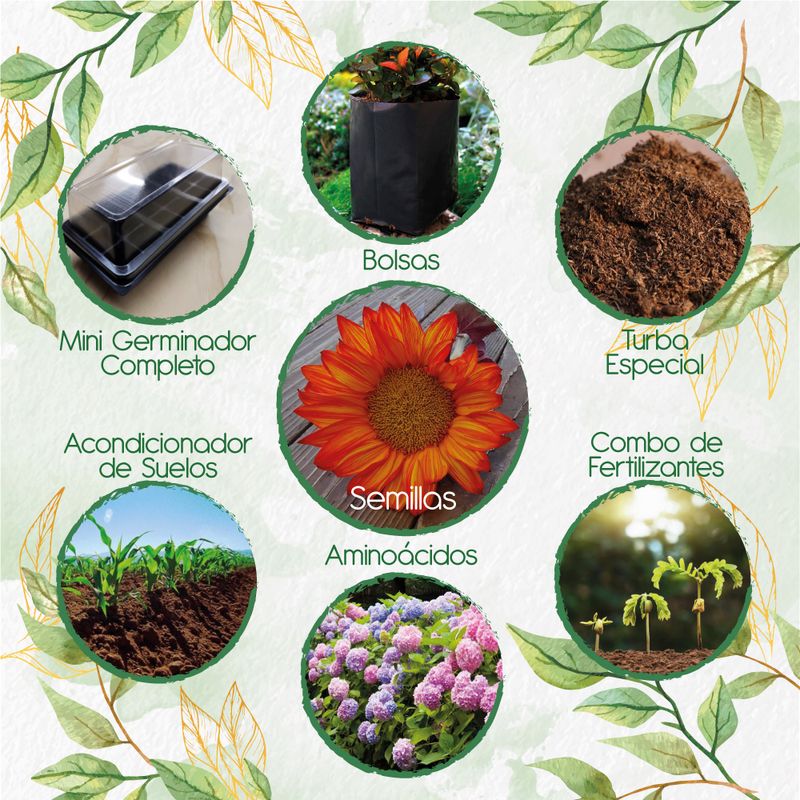 GENERICO - 12 Semillas De Flor Girasol Naranja + Kit De Germinación Especial