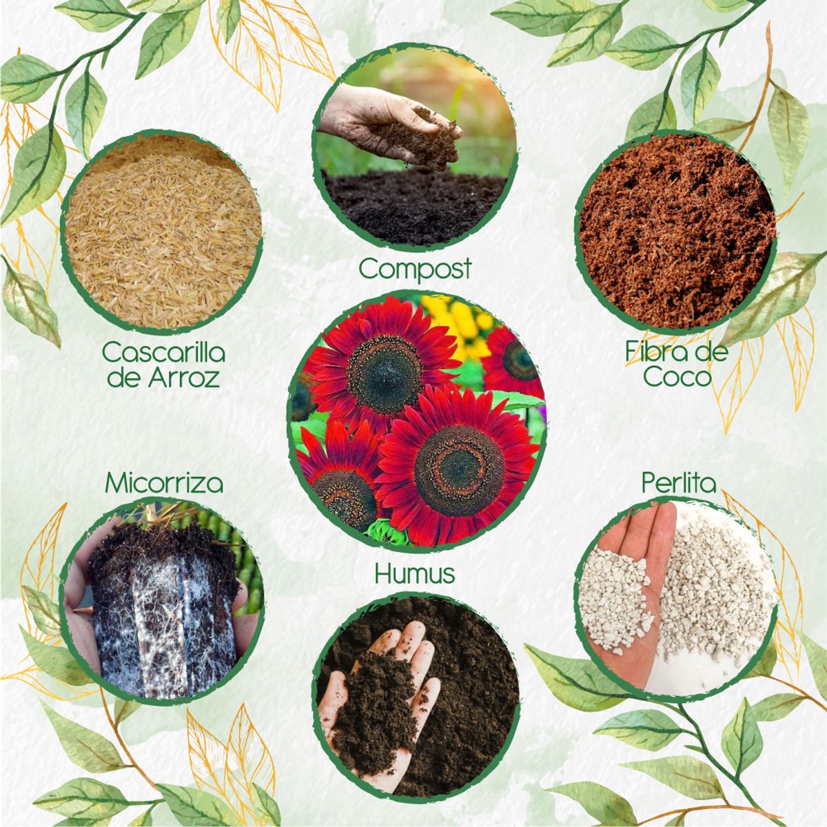 GENERICO - Kit De Acondicionadores De Suelos Para Flor Girasol Rojo