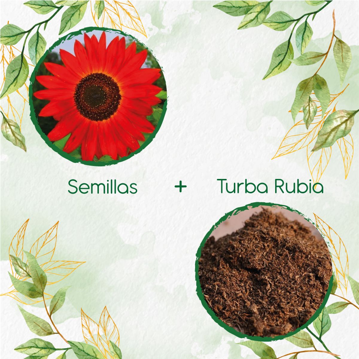 GENERICO - 16 Semillas De Flor Girasol Rojo + Turba De Germinación