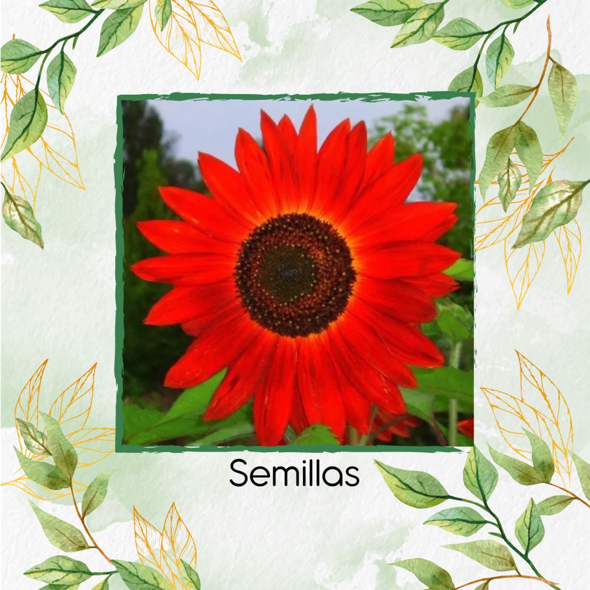 GENERICO - 16 Semillas De Flor Girasol Rojo + Turba De Germinación
