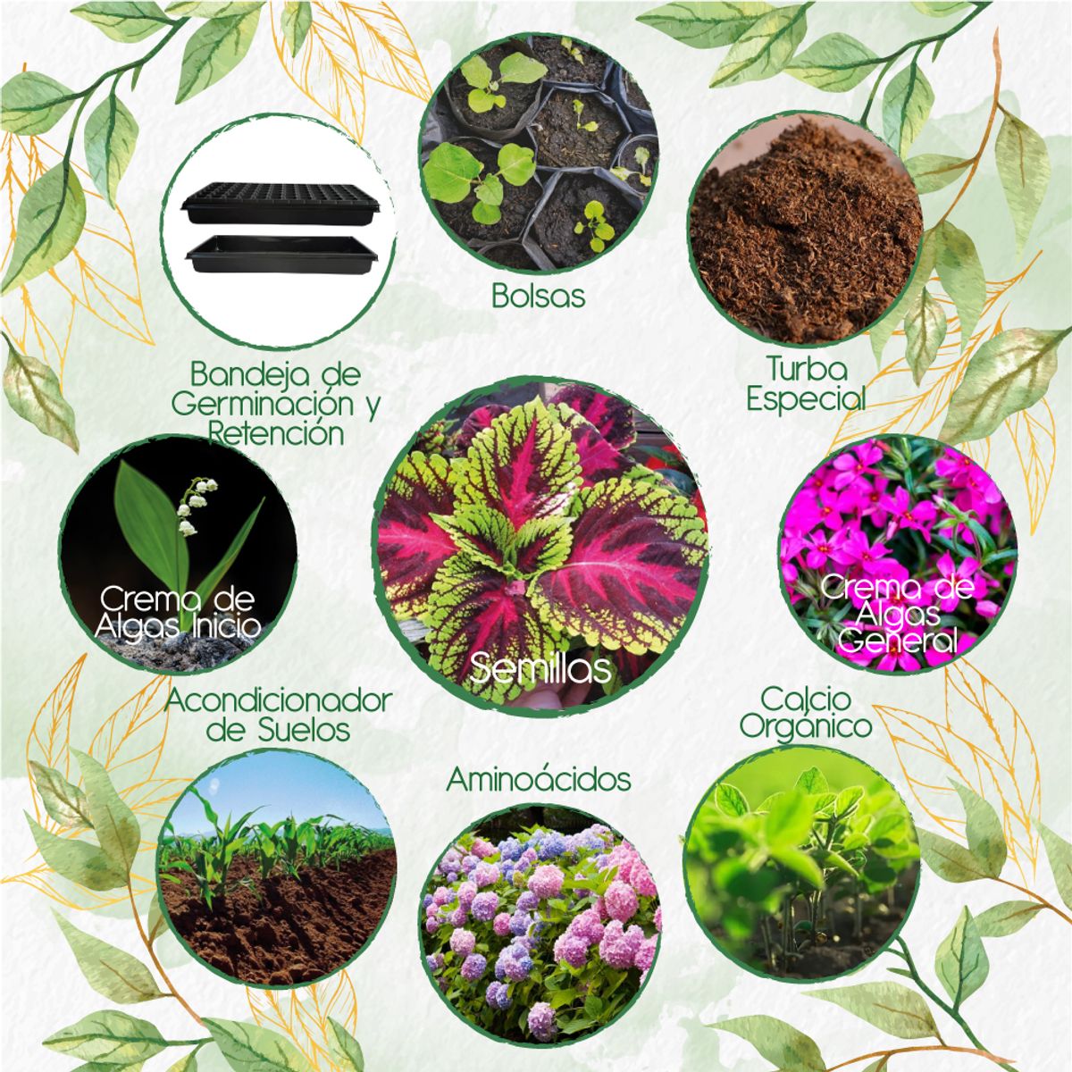 GENERICO - 730 Semillas De Flor Gitana + Kit Orgánico