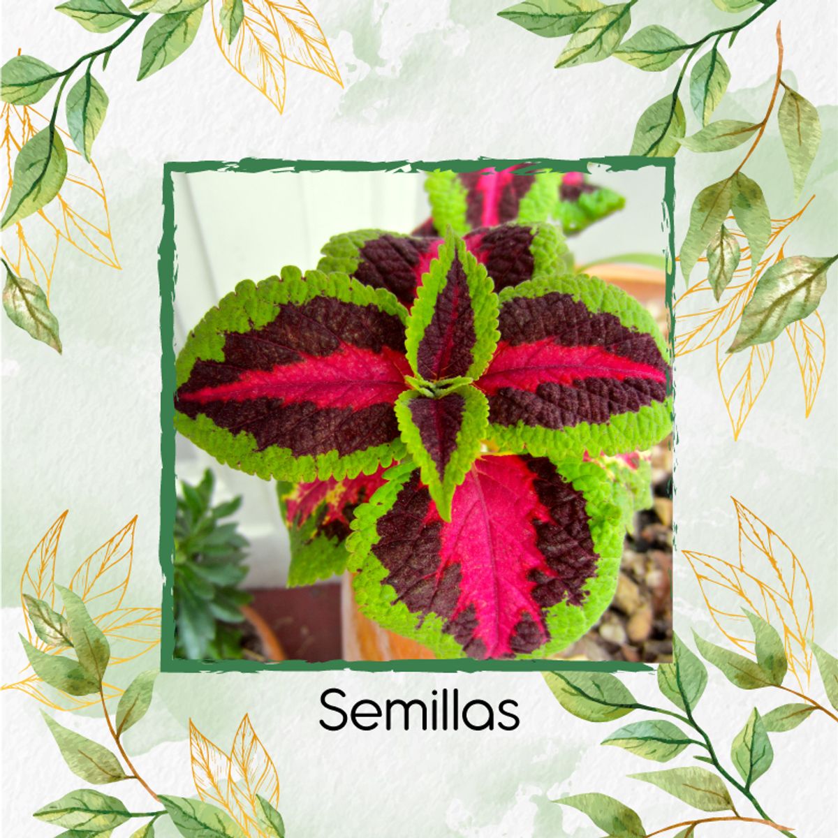 GENERICO - 730 Semillas De Flor Gitana + Kit Orgánico