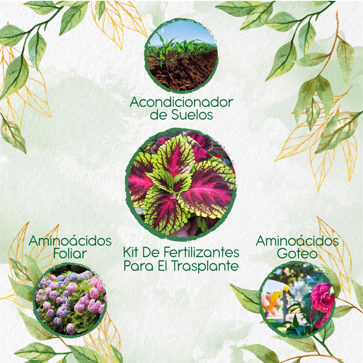 GENERICO - Kit De Fertilizantes Para El Trasplante De Flor Gitana