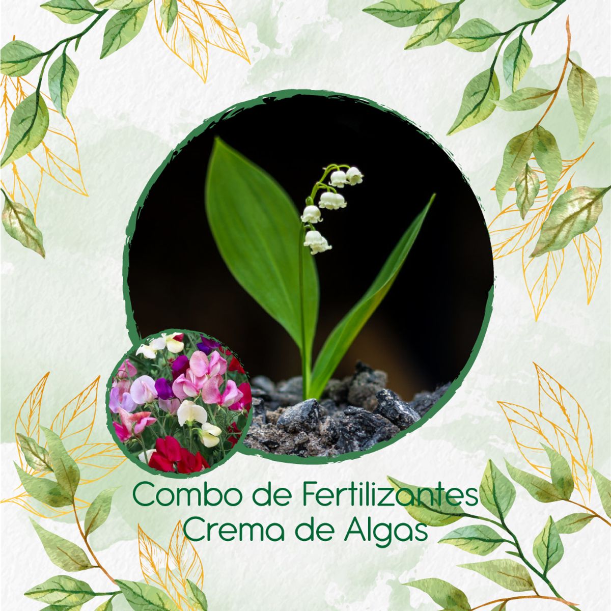 GENERICO - Combo De Fertilizantes Crema De Algas Para Flor Guisante De Olor