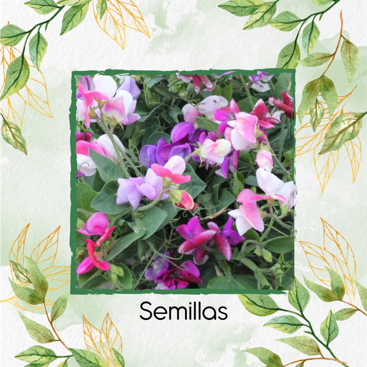 GENERICO - Combo De Fertilizantes Crema De Algas Para Flor Guisante De Olor