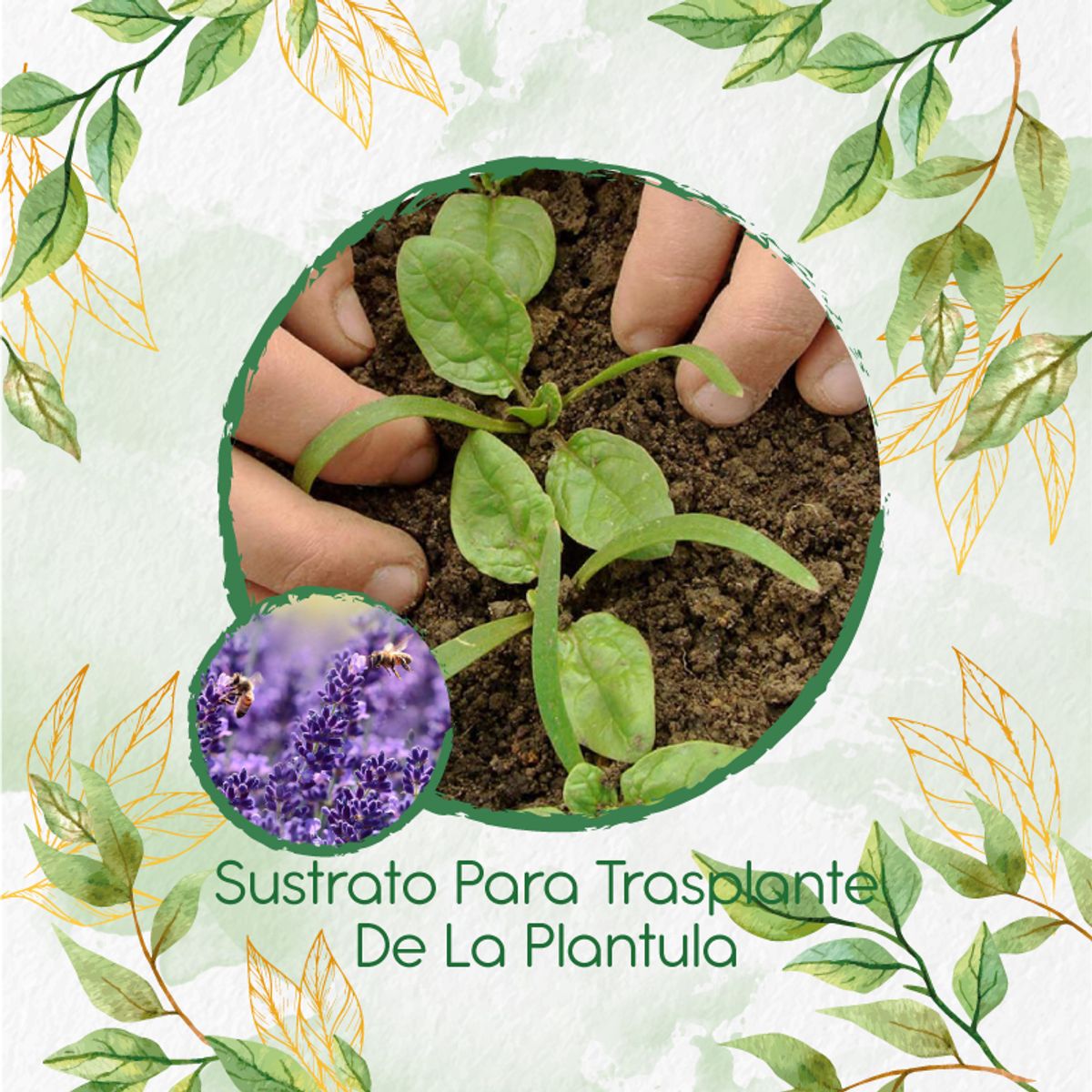 GENERICO - Sustrato Para Trasplante De Flor Lavanda