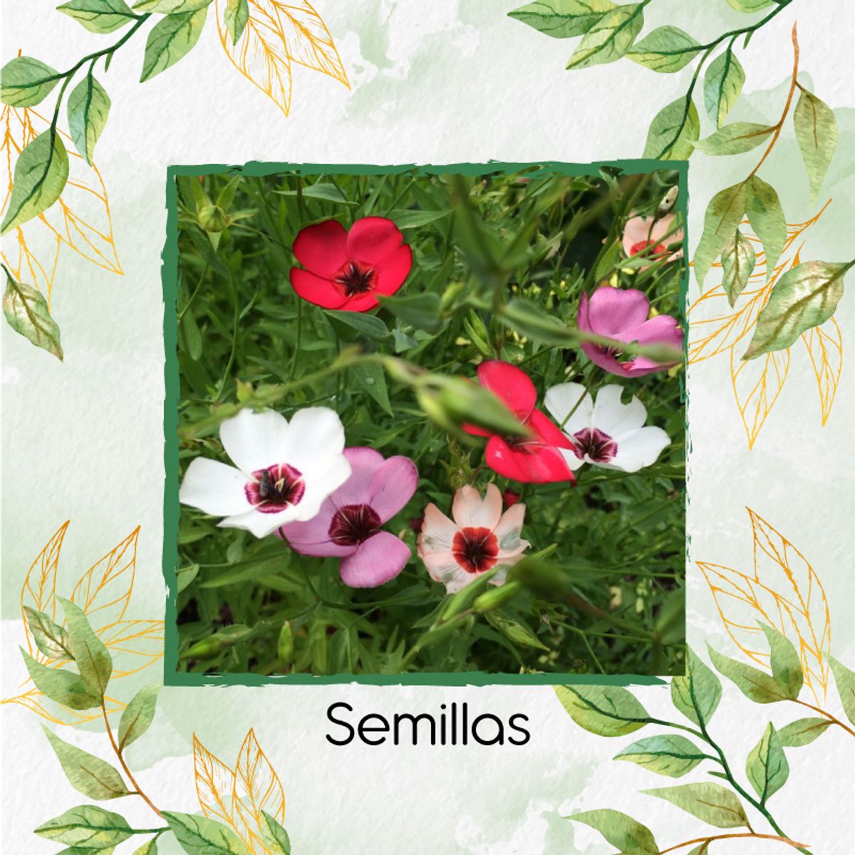 GENERICO - Kit Completo De Fertilizantes Para Flor Lino